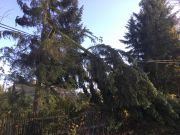 Baum in Stromleitung